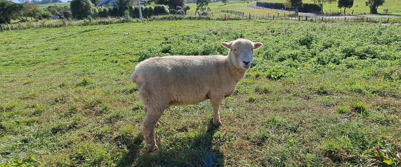 Country Comfort - Only 10 Minutes From Hamilton Cbd Esterno foto